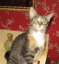 Willow