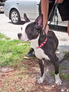 Geronimo the Boston Terrier