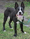 Geronimo the Boston Terrier