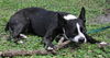 Geronimo the Boston Terrier