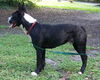 Geronimo the Boston Terrier
