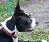 Geronimo the Boston Terrier