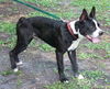 Geronimo the Boston Terrier