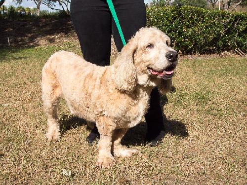 Basset best sale poodle mix