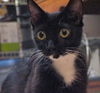 Gracie Mama the Tuxedo Manx