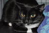 Gracie Mama the Tuxedo Manx