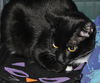 Gracie Mama the Tuxedo Manx