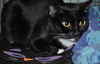 Gracie Mama the Tuxedo Manx