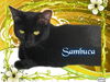 Sambuca