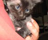 Maury the Kitten