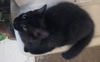 Maury the Kitten