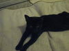 Maury the Kitten
