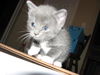 Claymore the Kitten
