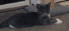 Claymore the Kitten