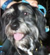 Winston Churchill the Schnoodle