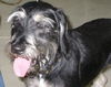 Winston Churchill the Schnoodle