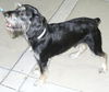 Winston Churchill the Schnoodle