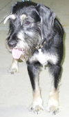 Winston Churchill the Schnoodle