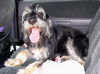 Winston Churchill the Schnoodle