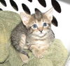 Tiny Tabby the Kitten