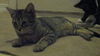 Tiny Tabby the Kitten