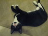Sylvester the kitten