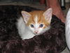 Delaney the Kitten