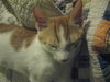 Delaney the Kitten