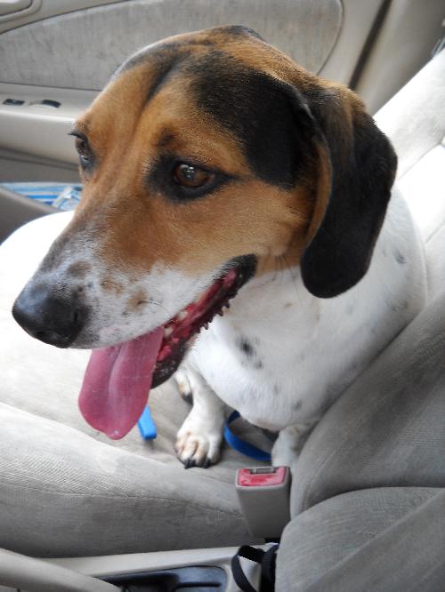 Gumball the Beagle Basset