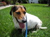 Gumball the Beagle Basset