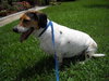 Gumball the Beagle Basset