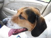 Gumball the Beagle Basset