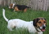 Gumball the Beagle Basset
