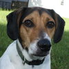Gumball the Beagle Basset