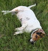 Gumball the Beagle Basset