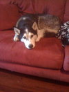 Myah the Beautiful Husky