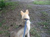 Maverick the Husky/Shepherd