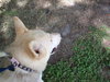 Maverick the Husky/Shepherd
