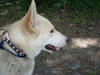 Maverick the Husky/Shepherd