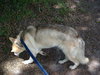 Maverick the Husky/Shepherd