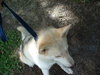 Maverick the Husky/Shepherd