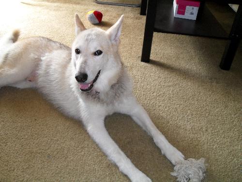 Maverick the Husky/Shepherd