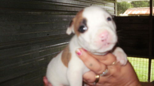 Candy Cane the Bulldog Puppy