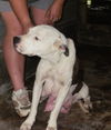 Sugar Plum the American Bulldog