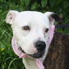 Sugar Plum the American Bulldog