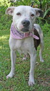 Sugar Plum the American Bulldog