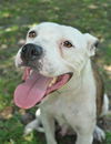 Sugar Plum the American Bulldog