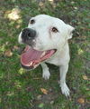 Sugar Plum the American Bulldog