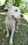 Sugar Plum the American Bulldog