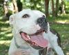 Sugar Plum the American Bulldog
